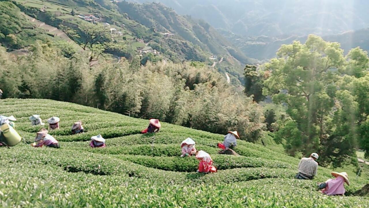 Ming Camphor Homestay Meishan Dış mekan fotoğraf