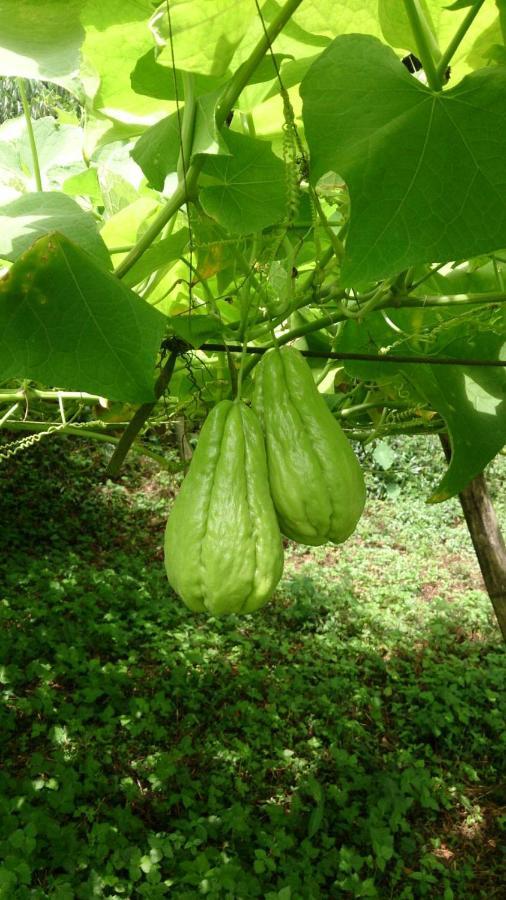 Ming Camphor Homestay Meishan Dış mekan fotoğraf