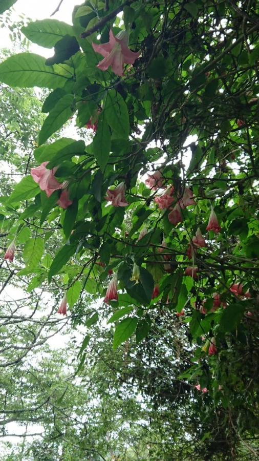 Ming Camphor Homestay Meishan Dış mekan fotoğraf