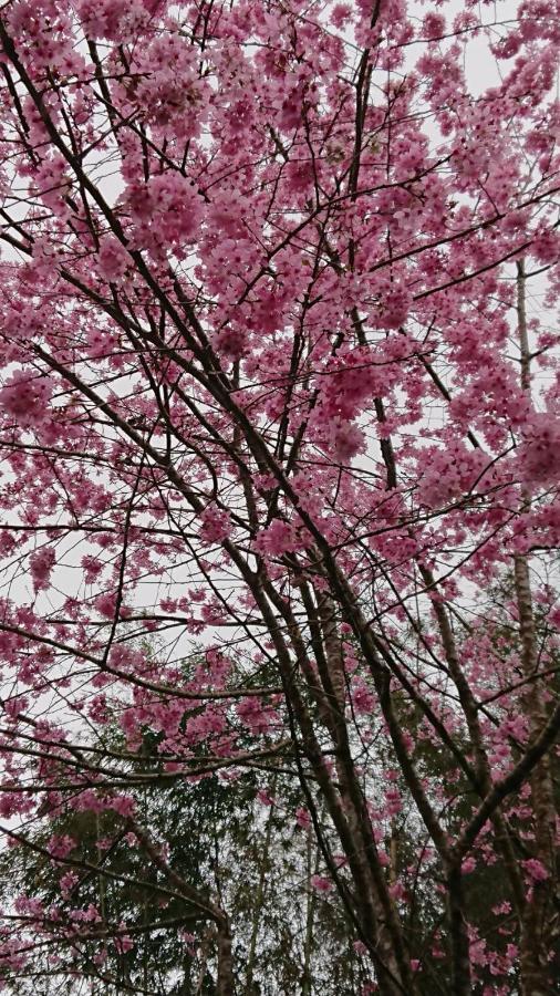 Ming Camphor Homestay Meishan Dış mekan fotoğraf