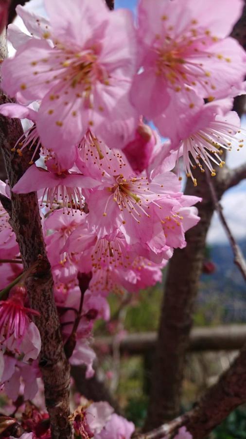 Ming Camphor Homestay Meishan Dış mekan fotoğraf