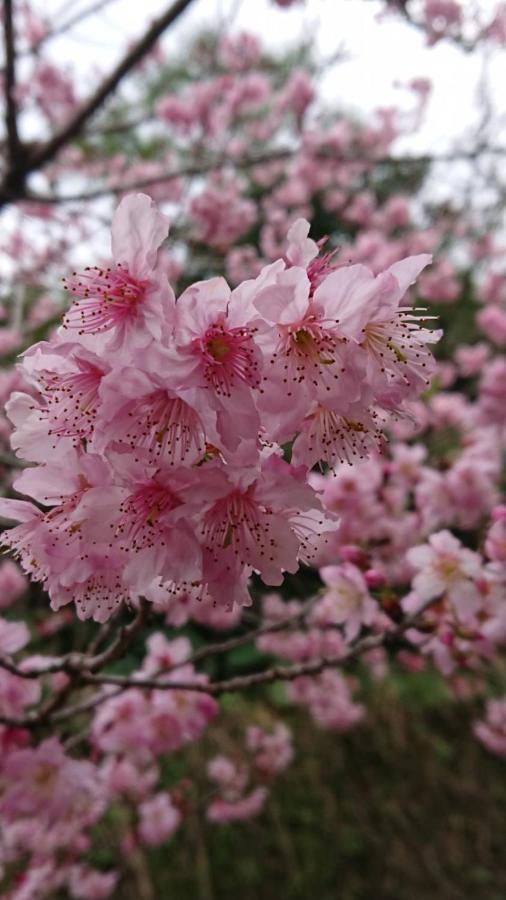 Ming Camphor Homestay Meishan Dış mekan fotoğraf